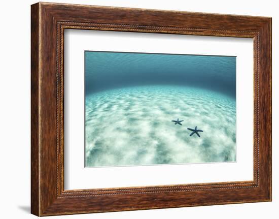 Starfish on a Brightly Lit Seafloor in the Tropical Pacific Ocean-Stocktrek Images-Framed Photographic Print