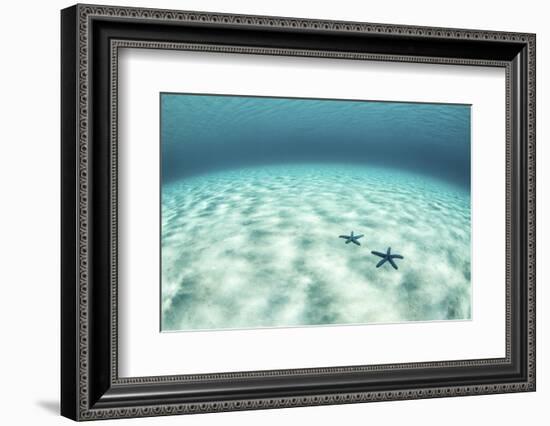 Starfish on a Brightly Lit Seafloor in the Tropical Pacific Ocean-Stocktrek Images-Framed Photographic Print