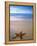 Starfish on Beach, Maldives-Peter Adams-Framed Premier Image Canvas