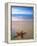 Starfish on Beach, Maldives-Peter Adams-Framed Premier Image Canvas