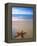 Starfish on Beach, Maldives-Peter Adams-Framed Premier Image Canvas