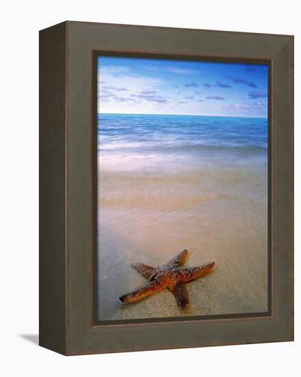 Starfish on Beach, Maldives-Peter Adams-Framed Premier Image Canvas