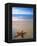 Starfish on Beach, Maldives-Peter Adams-Framed Premier Image Canvas