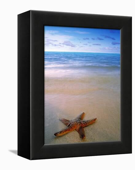 Starfish on Beach, Maldives-Peter Adams-Framed Premier Image Canvas