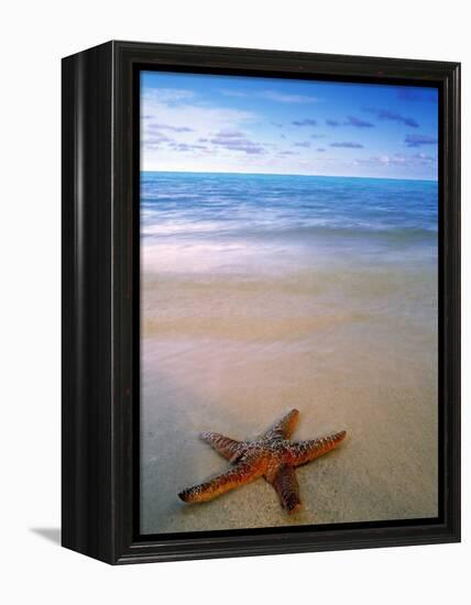 Starfish on Beach, Maldives-Peter Adams-Framed Premier Image Canvas