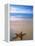 Starfish on Beach, Maldives-Peter Adams-Framed Premier Image Canvas