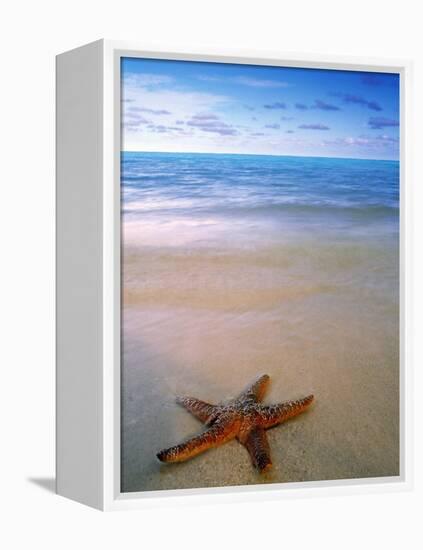 Starfish on Beach, Maldives-Peter Adams-Framed Premier Image Canvas