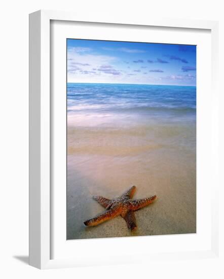 Starfish on Beach, Maldives-Peter Adams-Framed Photographic Print