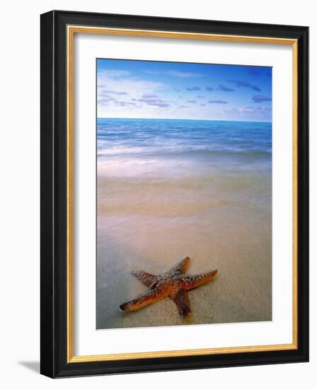 Starfish on Beach, Maldives-Peter Adams-Framed Photographic Print