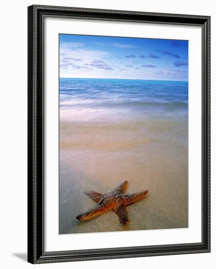 Starfish on Beach, Maldives-Peter Adams-Framed Photographic Print