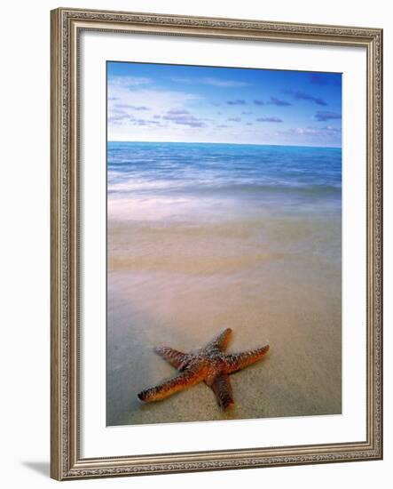 Starfish on Beach, Maldives-Peter Adams-Framed Photographic Print