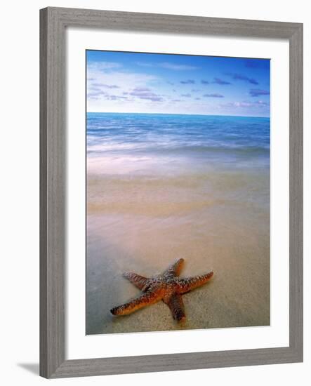 Starfish on Beach, Maldives-Peter Adams-Framed Photographic Print