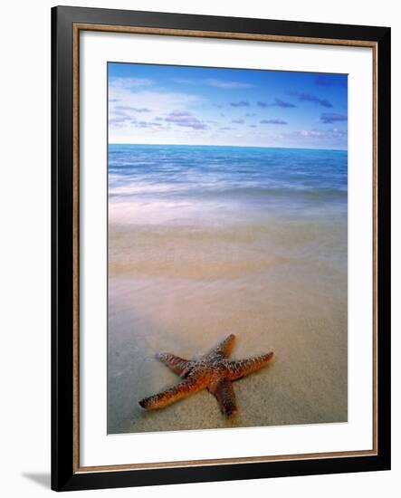 Starfish on Beach, Maldives-Peter Adams-Framed Photographic Print