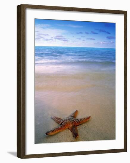 Starfish on Beach, Maldives-Peter Adams-Framed Photographic Print