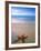 Starfish on Beach, Maldives-Peter Adams-Framed Photographic Print