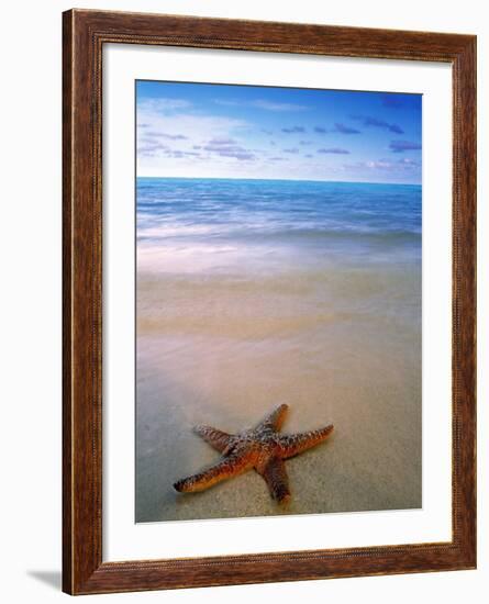 Starfish on Beach, Maldives-Peter Adams-Framed Photographic Print