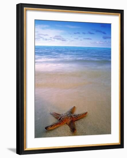 Starfish on Beach, Maldives-Peter Adams-Framed Photographic Print