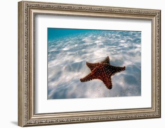 Starfish on beach-null-Framed Photographic Print