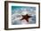 Starfish on beach-null-Framed Photographic Print