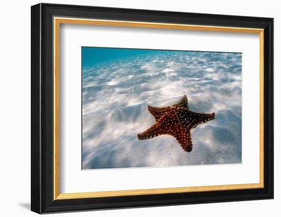 Starfish on beach-null-Framed Photographic Print