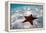 Starfish on beach-null-Framed Premier Image Canvas