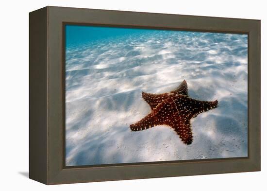 Starfish on beach-null-Framed Premier Image Canvas