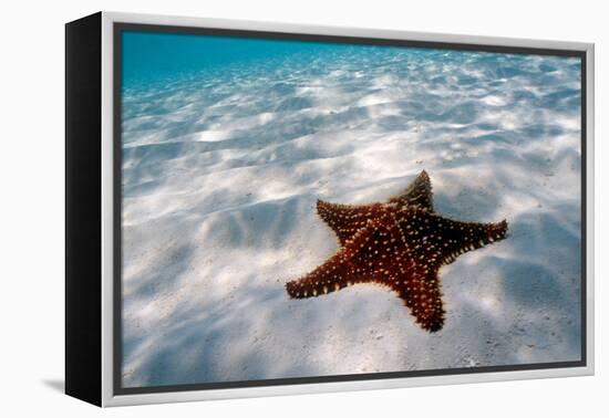 Starfish on beach-null-Framed Premier Image Canvas