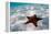 Starfish on beach-null-Framed Premier Image Canvas