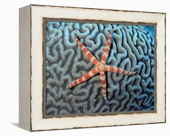 Starfish on Coral-null-Framed Premier Image Canvas