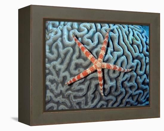 Starfish on Coral-null-Framed Premier Image Canvas