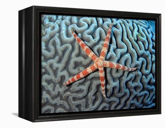 Starfish on Coral-null-Framed Premier Image Canvas