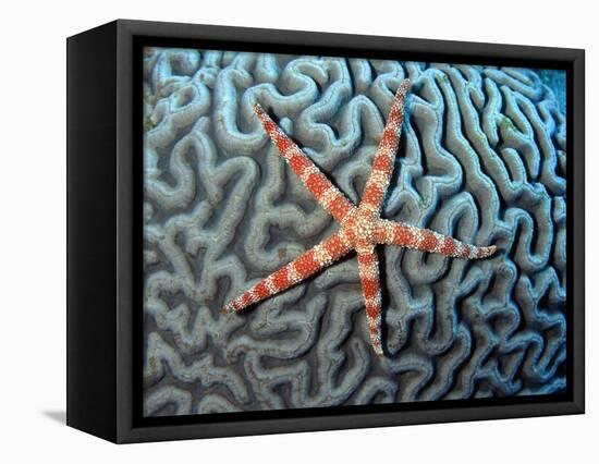 Starfish on Coral-null-Framed Premier Image Canvas