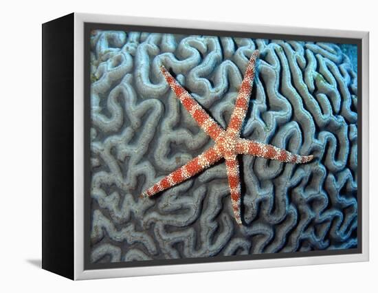Starfish on Coral-null-Framed Premier Image Canvas