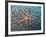Starfish on Coral-null-Framed Photographic Print