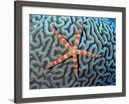 Starfish on Coral--Framed Photographic Print