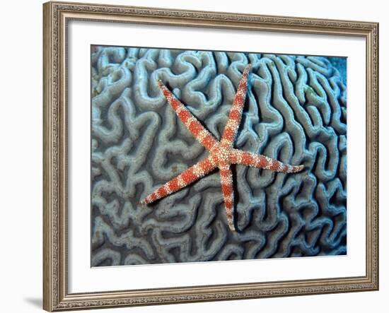 Starfish on Coral--Framed Photographic Print