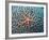 Starfish on Coral-null-Framed Photographic Print