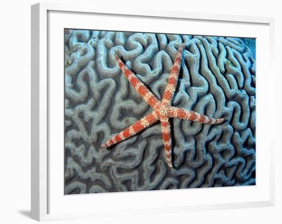 Starfish on Coral--Framed Photographic Print
