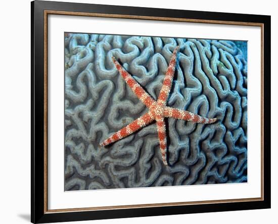Starfish on Coral-null-Framed Photographic Print