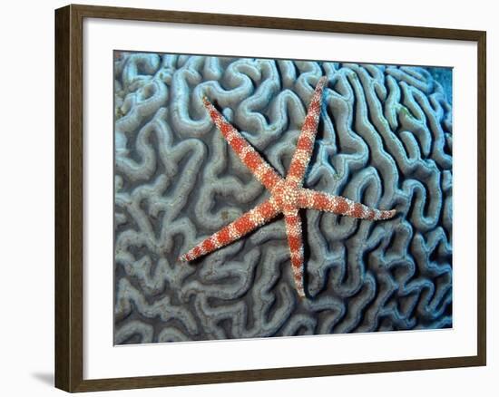 Starfish on Coral--Framed Photographic Print