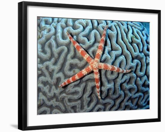 Starfish on Coral-null-Framed Photographic Print