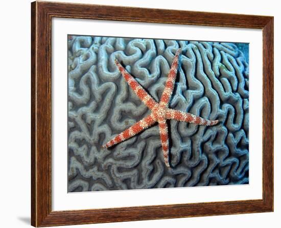 Starfish on Coral-null-Framed Photographic Print