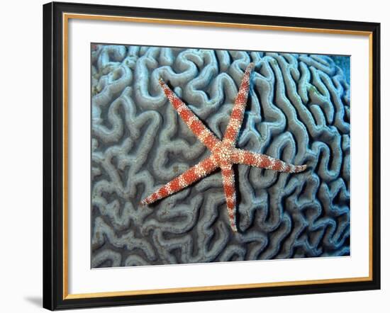 Starfish on Coral--Framed Photographic Print