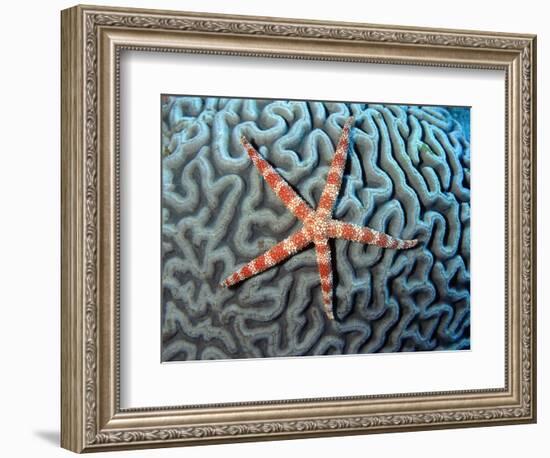 Starfish on Coral-null-Framed Photographic Print