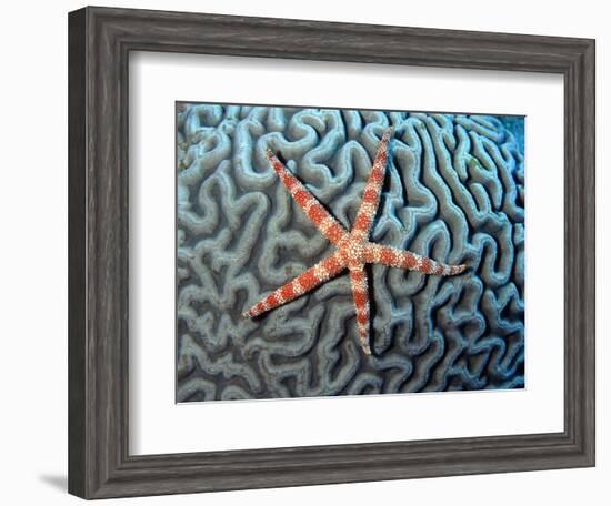 Starfish on Coral-null-Framed Photographic Print