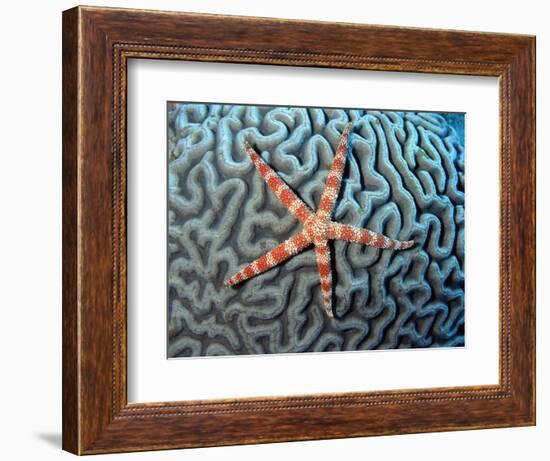 Starfish on Coral-null-Framed Photographic Print