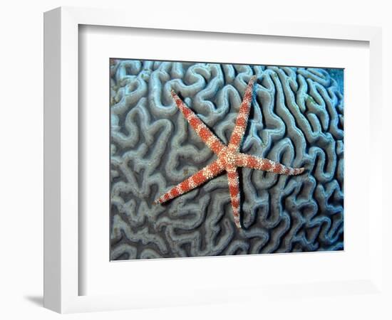 Starfish on Coral-null-Framed Photographic Print