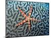 Starfish on Coral-null-Mounted Photographic Print