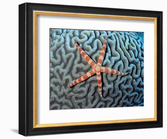 Starfish on Coral-null-Framed Photographic Print