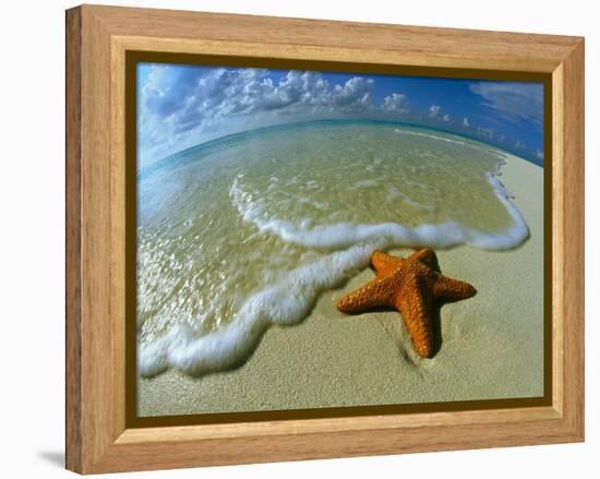 Starfish on Edge of Shore-null-Framed Premier Image Canvas